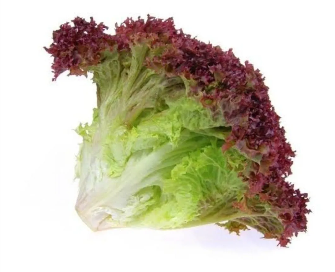 Endive