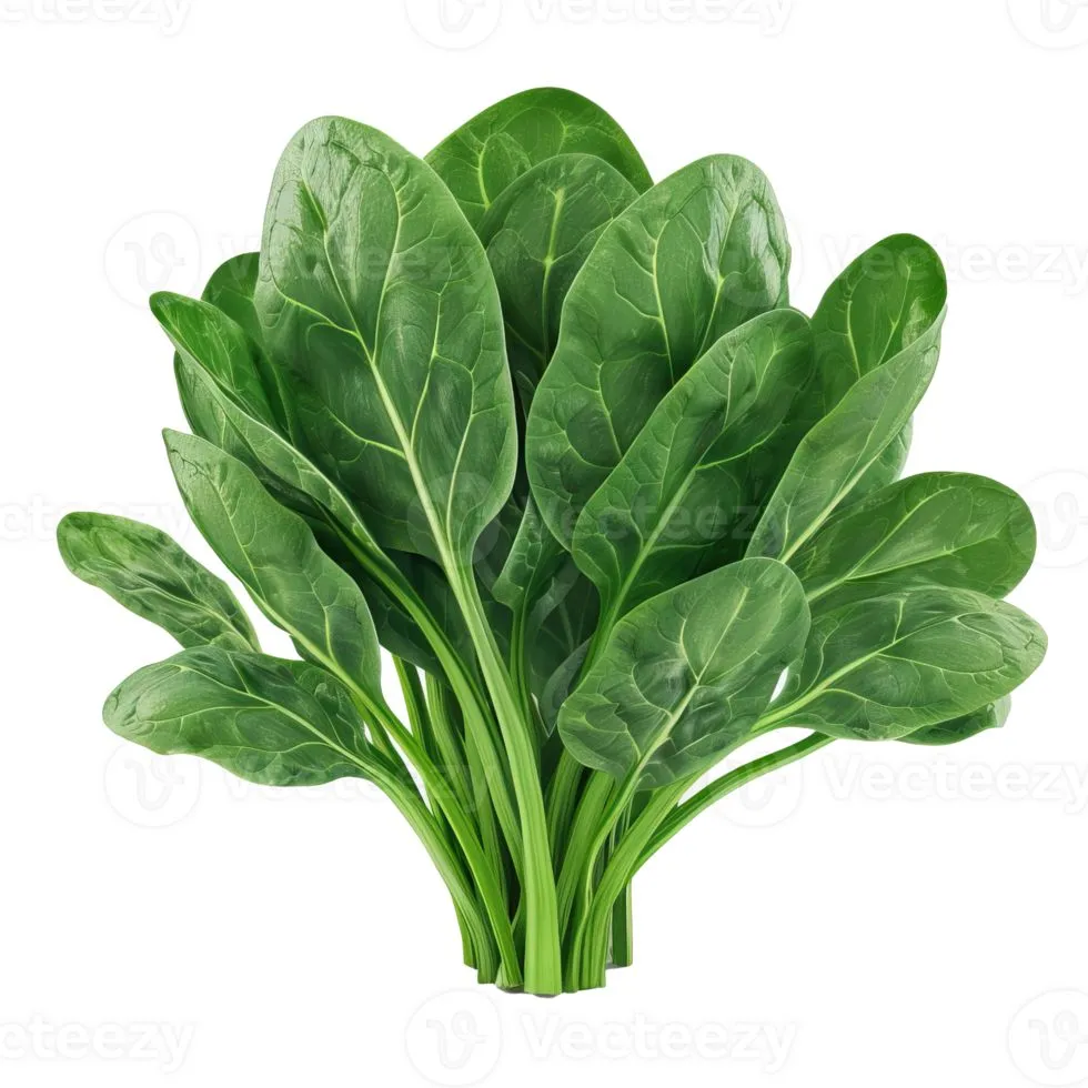 Épinard
