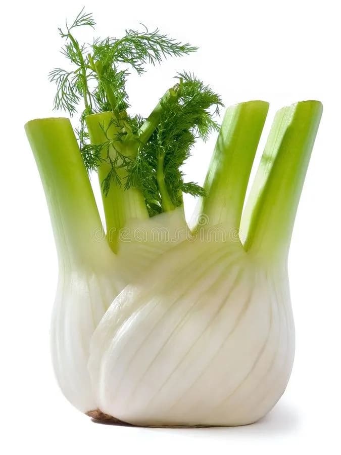 Fenouil